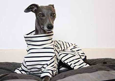 Pijamas para galgos