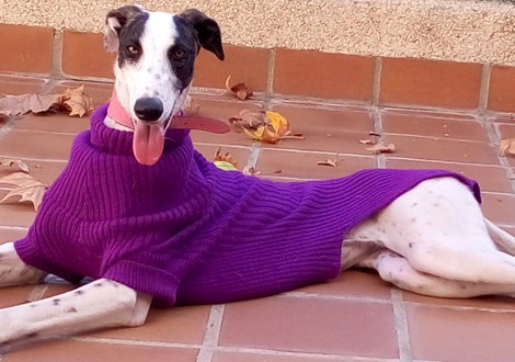 Jersey para galgos