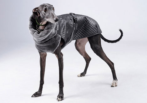 Ropa para galgos